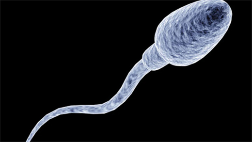 Sperm race 